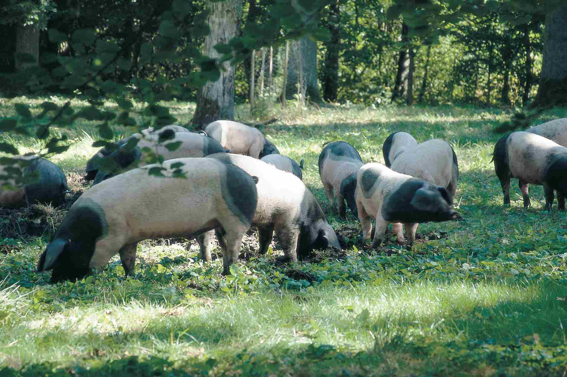 Schwäbisch Hällisches Eichelmastschwein